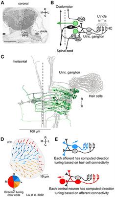 Monosynaptic targets of utricular afferents in the larval zebrafish